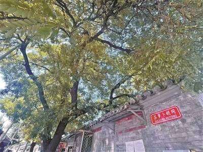 苏萝卜胡同夜市(苏萝卜胡同寻味“萝卜赛梨”)