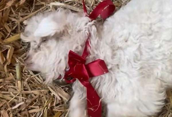 宁夏一小羊因装死走红，有人出价13万购买，羊主人：不卖，想借它的热度让大家了解家乡的羊肉、枸杞和八宝茶