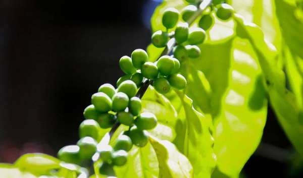 全国咖啡巅峰赛是什么(全国咖啡巅峰赛事为何落地云南？保山给出答案→)