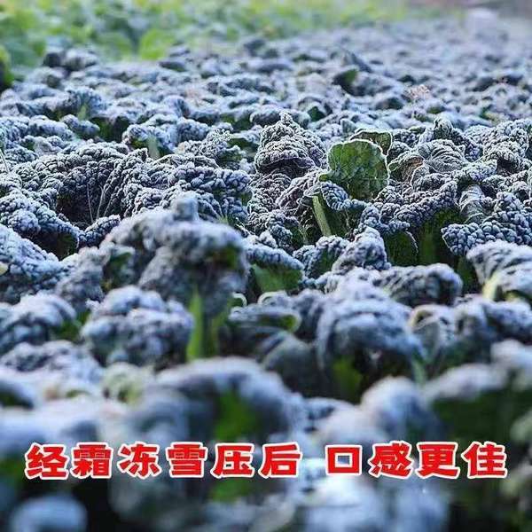 东湖快语丨霜打菜：谁懂这一口的含金量！