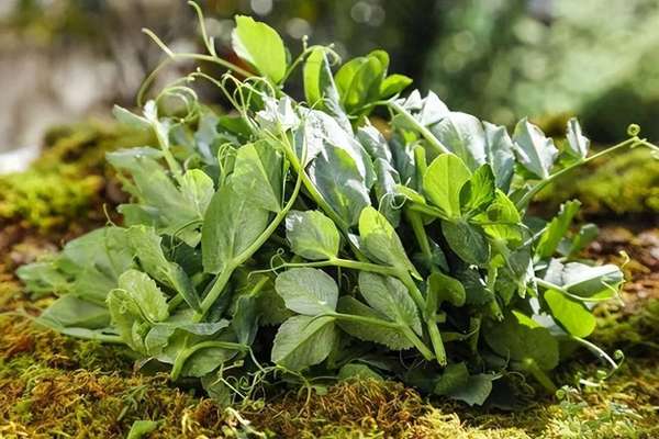 冬日里的维c(真正的“冬日顶流”！维C含量比橙子还高，很多北方人没吃过)