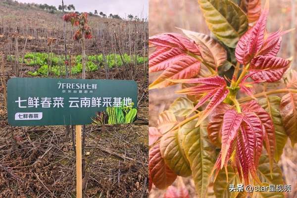 京东七鲜超市春菜抢“鲜”上市！手剥春笋肉“限时秒杀”9.99元