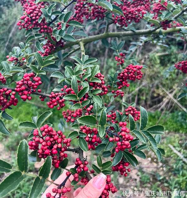 花椒炒盐怎么炒(没想到花椒炒一炒这么厉害！老辈传下来的土法子，省钱又管用)