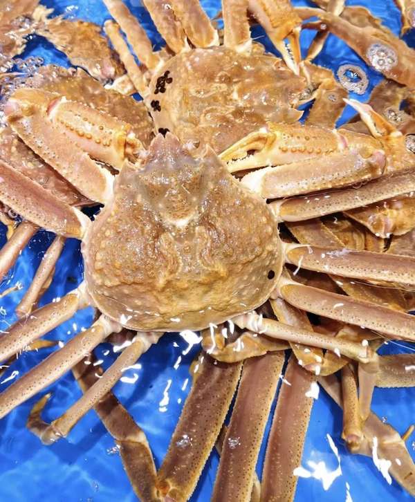 汉口北渔人码头海鲜价跳水春节档尝鲜正当时