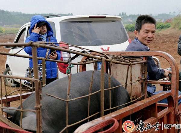 广西年猪宴：藏在人间烟火里的年味