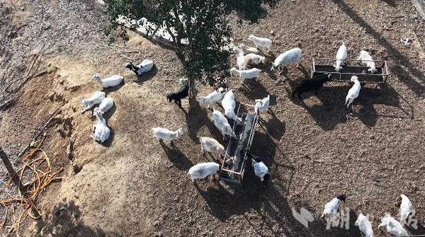 大悟年货节(大悟：年味渐浓备年货烟火气里迎新春)