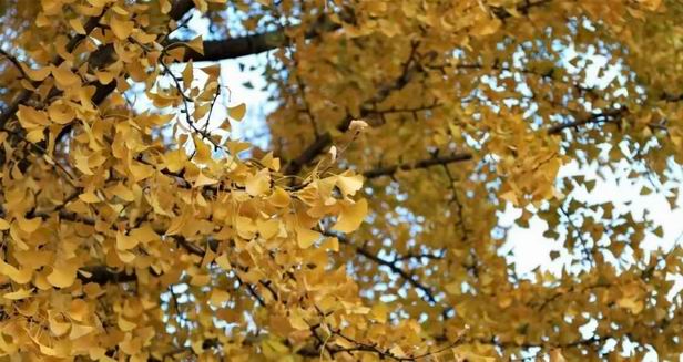 霜降保护阳气方法(每天30分钟，攒足一冬天阳气！霜降过后这么做，抓住黄金养生期)