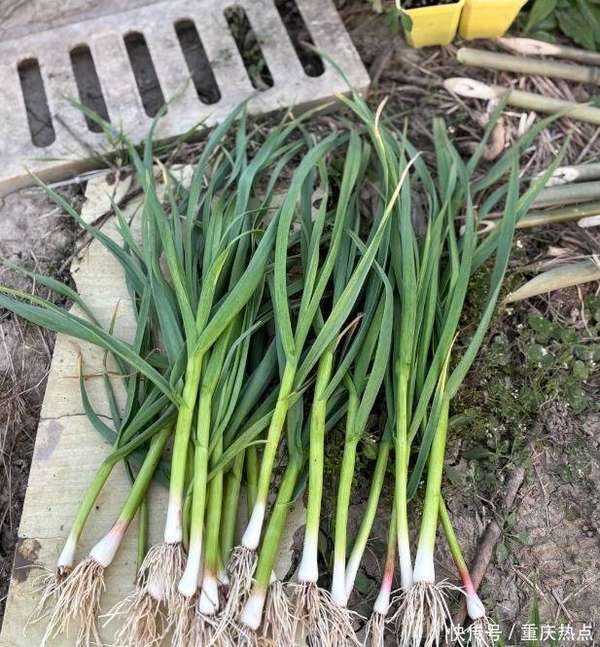 蒜苗是高嘌呤(蒜苗是三高的“导火索”？医生提醒：不想指标飙升，少吃4种蔬菜)