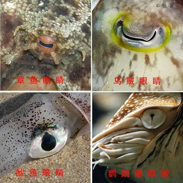 章鱼眼睛是什么颜色(章鱼眼睛有多特殊？独特色彩感知，360度无死角视觉)