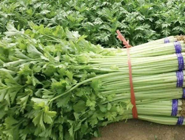 冬季养生佳肴——芹菜