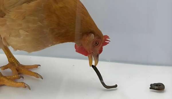 鸡吃了水蛭肠胃会被钻破吗(鸡吃水蛭会让水蛭寄生肠胃长期吸血吗？)