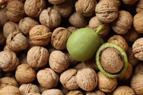 调查老人对养老需求的结果(调查：老人常吃核桃，不久后身体或有这些改善)