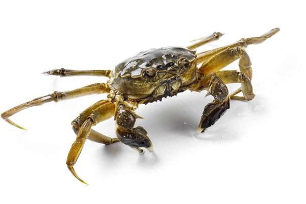 吃蟹指南：刚死的螃蟹到底能不能吃？