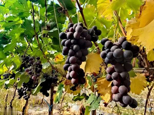 肿瘤患者吃香蕉有好处吗(有肿瘤还吃香蕉？医生提醒：想肿瘤稳定，这5种水果少吃)