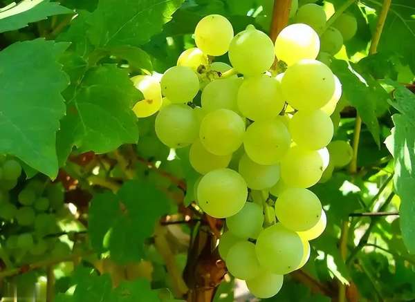 科学家研究糖吃多了容易得癌症(研究发现：糖尿病患者常吃葡萄，可降低4种并发症风险)