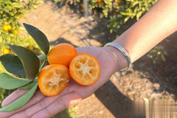秋冬润喉热橙茶推荐(冬季润喉新宠——金桔，三款暖饮呵护你的呼吸道)