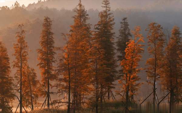 秋冬调理脾胃的食物(秋冬时节，脾胃调养全攻略)