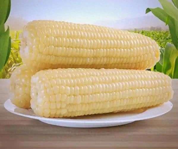 甜玉米的营养功效与作用(甜糯玉米对老年人健康的影响)