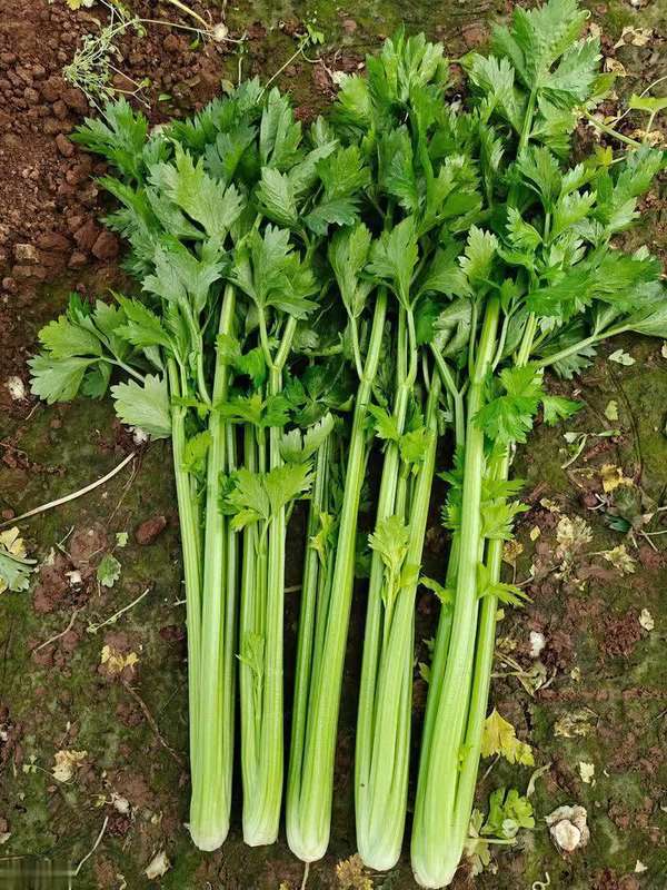 高血脂能吃生菜吗(生菜是高血脂救星？医生：想血脂稳定，多吃这4种蔬菜)