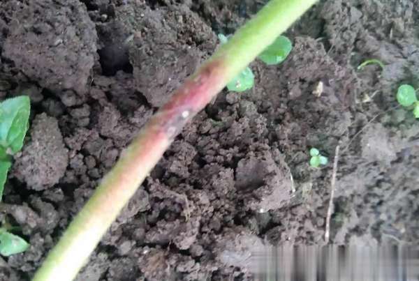 得了炭疽病怎么治(得了炭疽病怎么办？莓友说“拔”，我再加一个“防”字！)