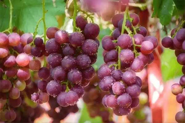 葡萄上市前管理(葡萄上市，医生提醒糖尿病患者吃葡萄注意这6点)