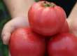 西红柿不能随便吃？医生提醒心脏不好者5种菜少吃